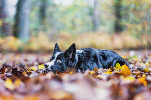 istock Border-Collie in autumn 1224126629