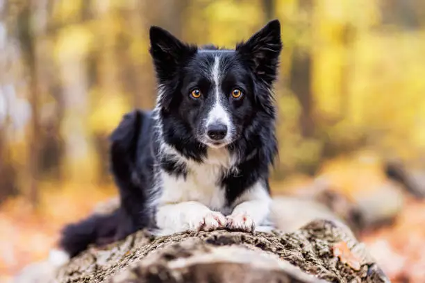 A border collie sits on a tree trunk in the autumn forest