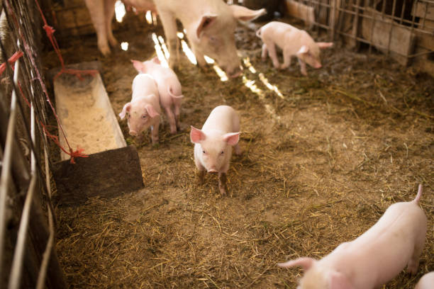 istock Group of pigs on the farm 1224126822