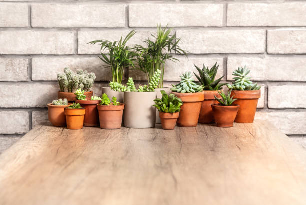 istock potted indoor flowers on the table 1224126949