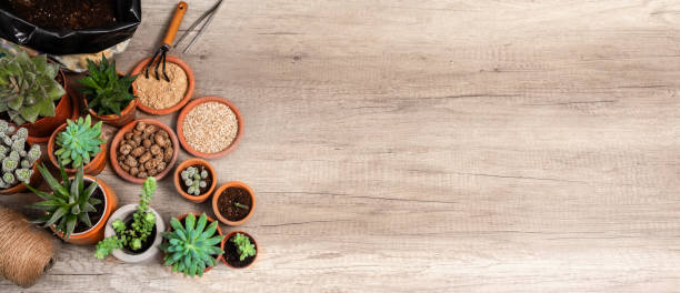 istock A houseplant grows. A long broad banner 1224126991