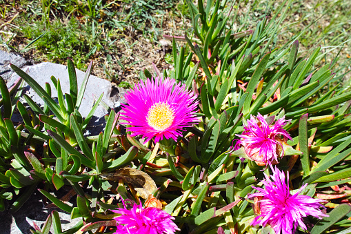 Detail of Pink Flower Mesembryanthemum close-up. horizontal