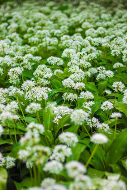 carpet of wild garlic on a woodland floor. an edible favourite for foragers from april to june. - herbal medicine nature ramson garlic imagens e fotografias de stock