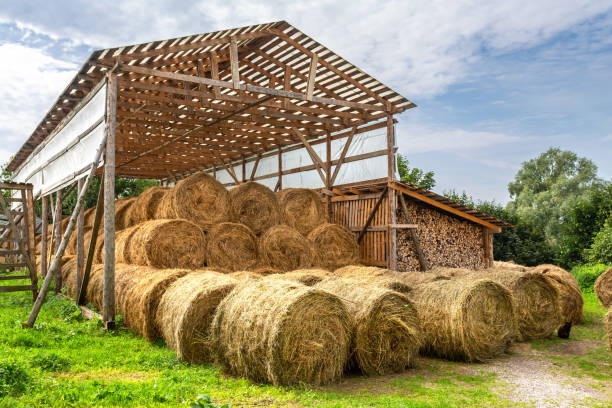 istock Agricultural barn canopy with round bales hay 1224128408