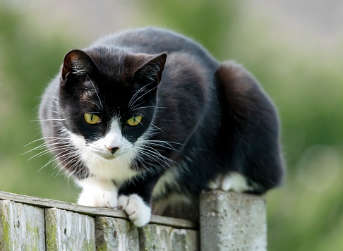A domestic black and white cat on a garden fence in England.