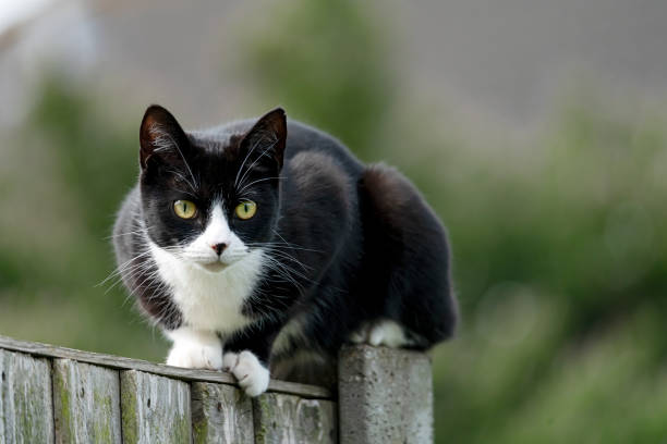 istock Black and white cat on a garden fence 1224128723