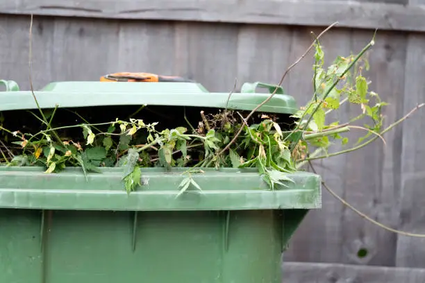 A green garden waste recycling bin. It is full of branches and pruned plants ready for collection.