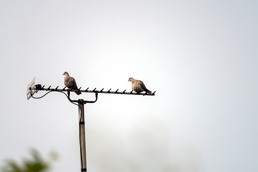 Two collared doves on a TV aerial on an overcast day.