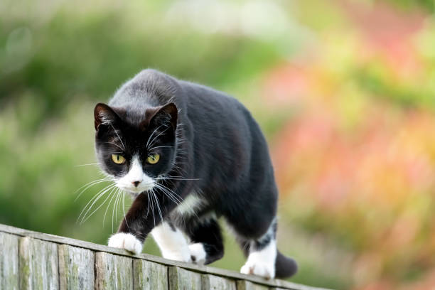 chat noir et blanc sur une barrière de jardin - rodent photos et images de collection