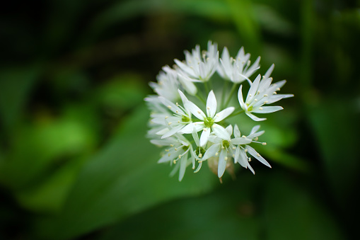 Close up macro image of the pointed flower blossom of wild garlic isolated against a bokeh of soft green woodland foliage. An edible favourite for foragers from April to June.
