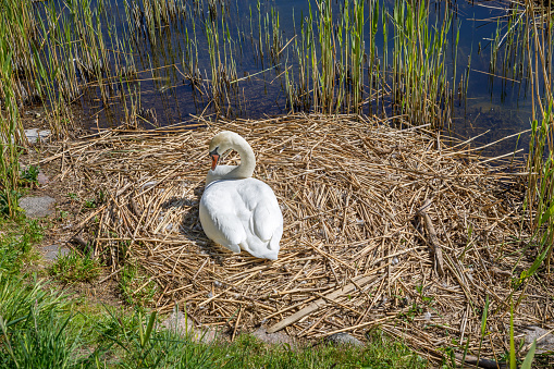 A swan resting on its nest on a spring day in march.