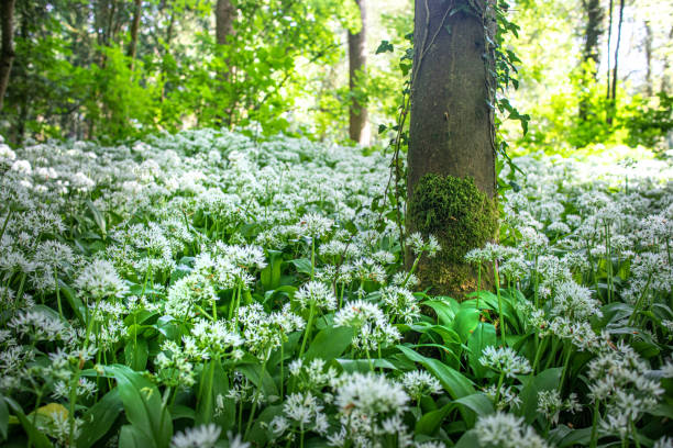 tapis d’ail sauvage sur un plancher de bois. un favori comestible pour les fourrages d’avril à juin. - herbal medicine nature ramson garlic photos et images de collection