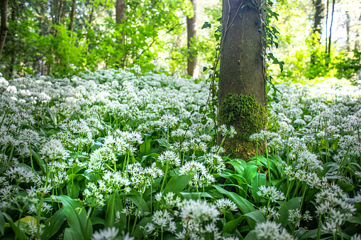 Carpet of wild garlic on a woodland floor. An edible favourite for foragers from April to June.