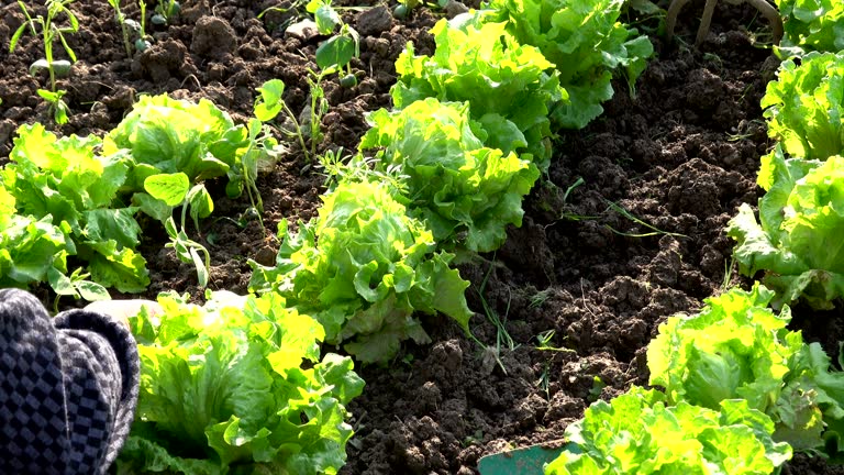 planting soy bean sapling in Spring under sunshine