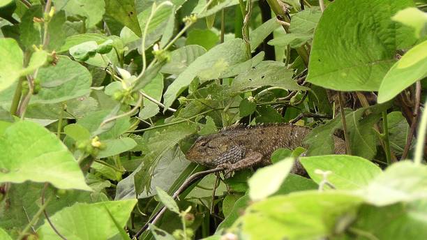 reptilienarten - bac ha stock-fotos und bilder