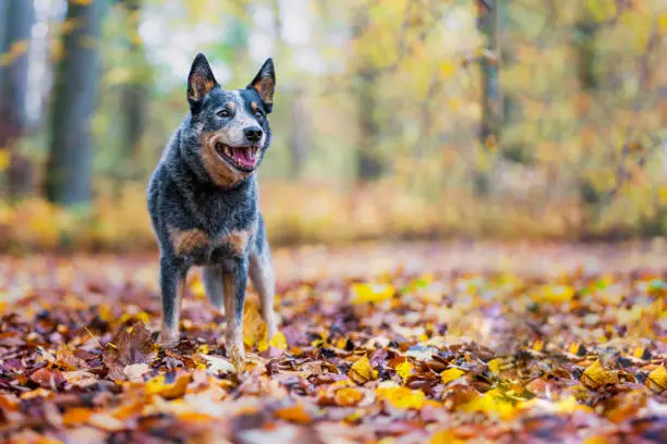 An Australian Shepherd stands in the colorful autumn foliage