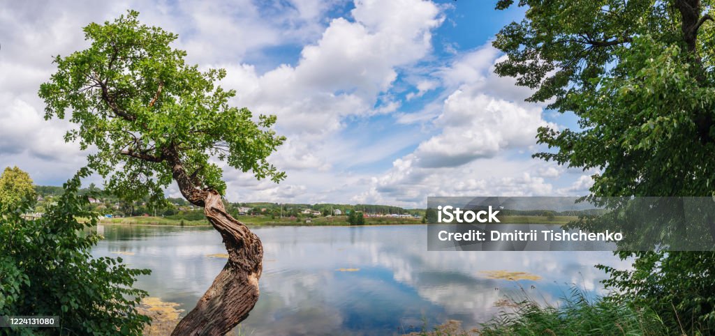 Beautiful curved oak by the lake Beautiful curved oak by the lake in summer Ethereal Stock Photo
