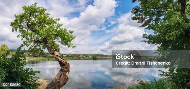 Beautiful Curved Oak By The Lake Stock Photo - Download Image Now - Ethereal, Forest, Beauty