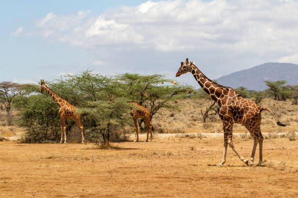 giraffa reticolata nella riserva nazionale di samburu - reticulated giraffe foto e immagini stock