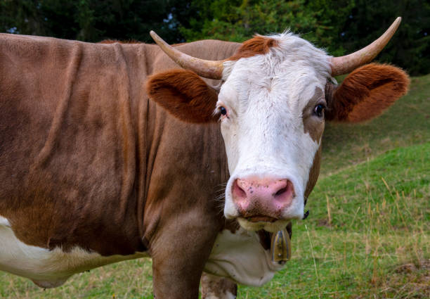 portrait of cow in meadow