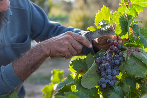 vendemmia in azienda - vendemmia foto e immagini stock