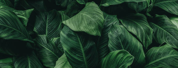 istock green leaves for background and wallpaper 1224134186