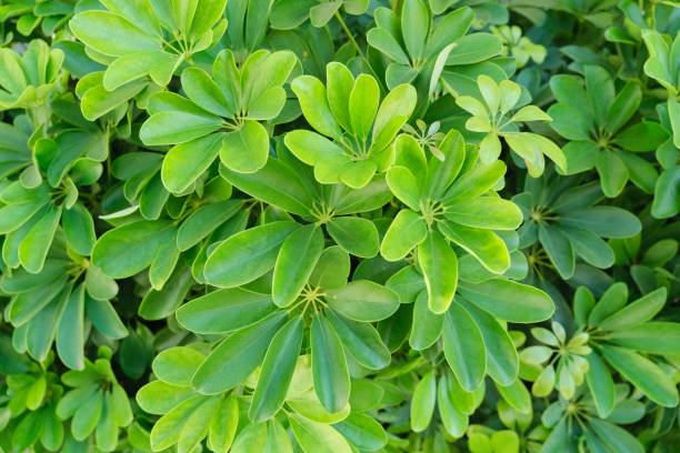 istock Plant green background, top view on evergreen Schefflera bush 1224134187