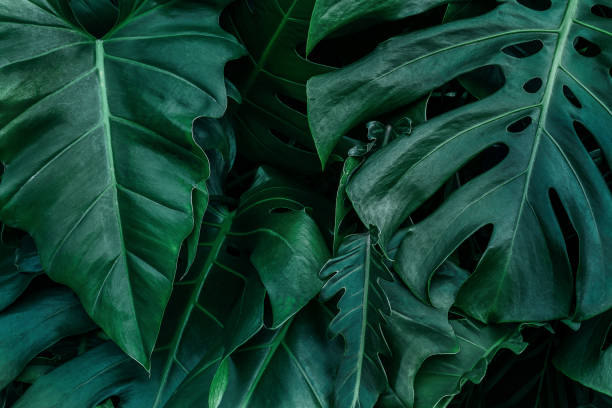 istock green leaves for background and wallpaper 1224134203