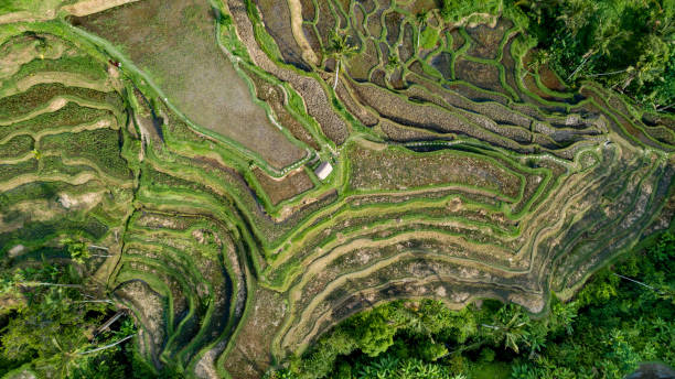 istock Rice Terrace Field View Bali 1224135905