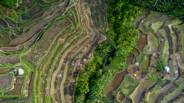 istock Rice Terrace Field View Bali 1224136778