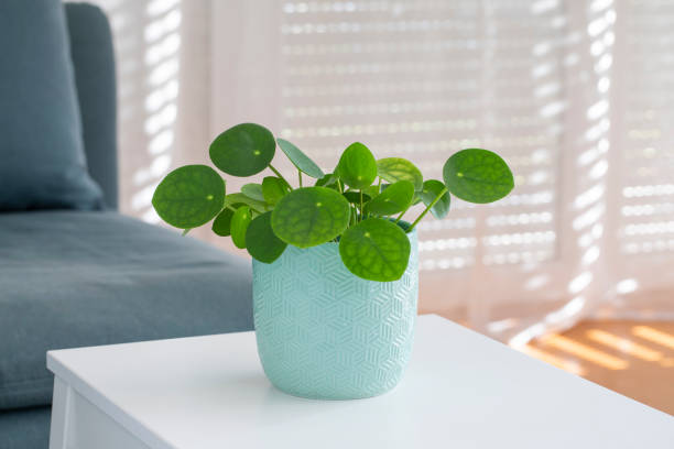istock Chinese money plant 1224137688