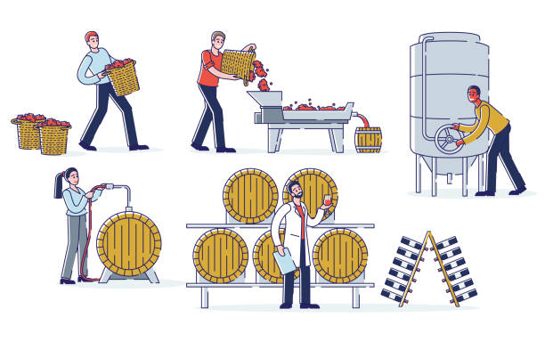 ilustrações de stock, clip art, desenhos animados e ícones de concept of wine production. winemakers work on wine plant. characters are harvesting, crushing grapes, fermenting must, ageing and filling wine. cartoon linear outline flat style vector illustration - vintner