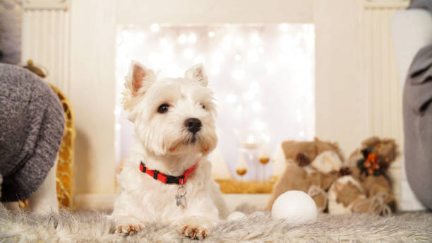 istock Charming white dog in Christmas interior 1224138867