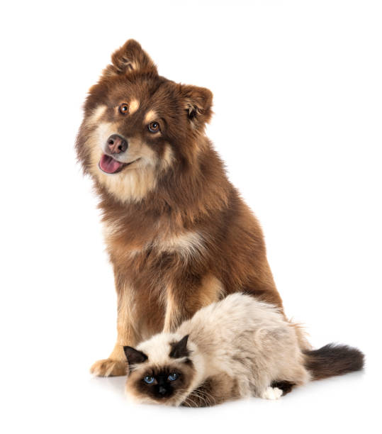 istock birman cat and lapikoira 1224139368