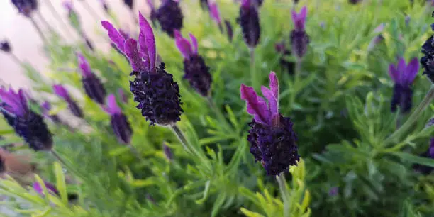 Close up of fresh flowers of dark purple and lilac lavender in buds with loose tops against background of green bush on flower bed in European garden on spring day.Selective focus, blurred background.