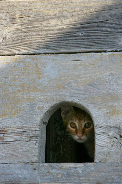 istock Kitten peeking out of a hole 1224139640