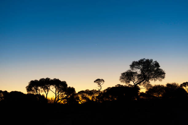 istock Sunset Over The Trees In The Australian Outback 1224139685