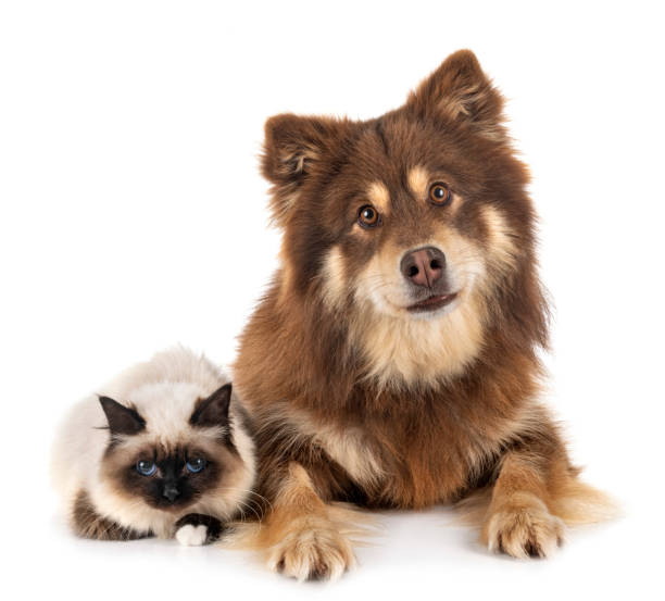 istock birman cat and lapikoira 1224140297