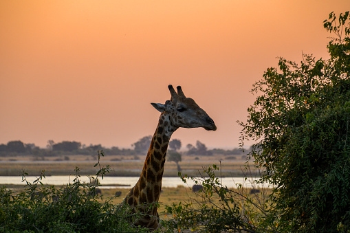 Portrait of a giraffe head behind some bushes during the sunset