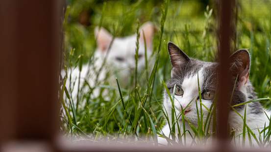 Two cats in their garden with beautiful color and bokeh effect