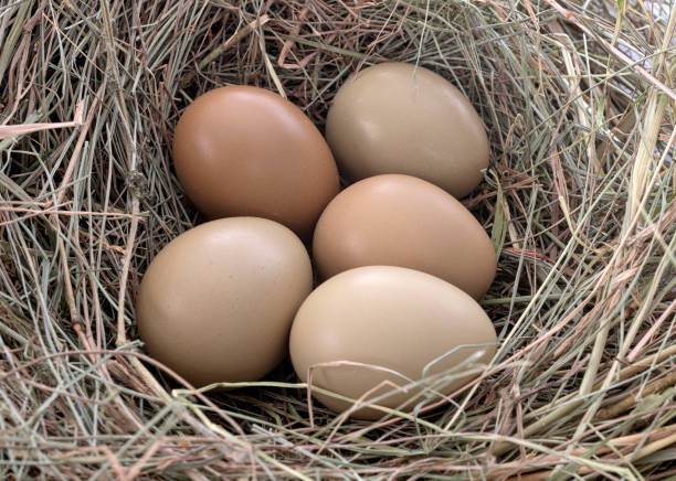 group of pheasant eggs - groupped imagens e fotografias de stock