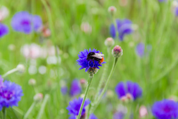 istock Cornflower with bumblebee close-up in selective focus 1224142108