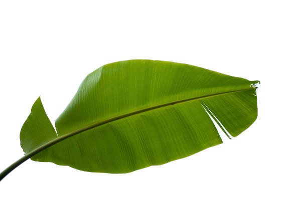 istock green leaves for background and wallpaper 1224142501