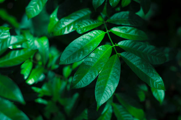 Creative layout made of green leaves. Flat lay. Nature background