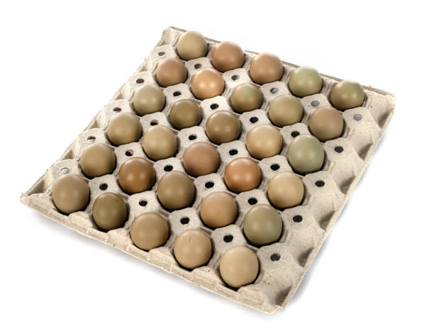 group of pheasant eggs - groupped imagens e fotografias de stock