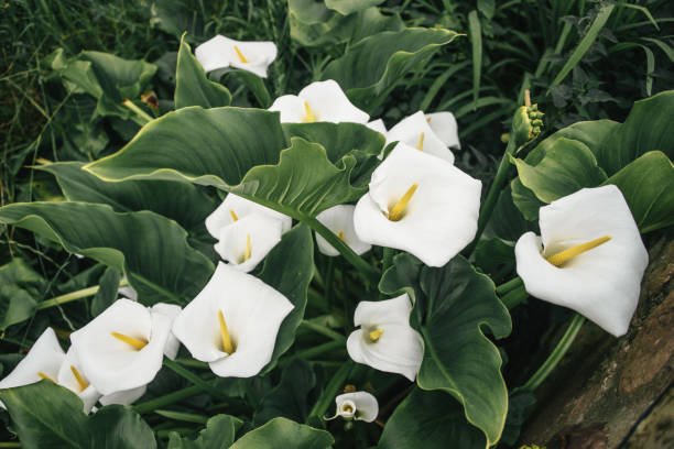 Calla flowers Calla flowers in a garden Calla Lilies stock pictures, royalty-free photos & images