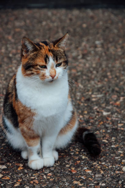 istock multicolored street cat sits on the pavement 1224147332
