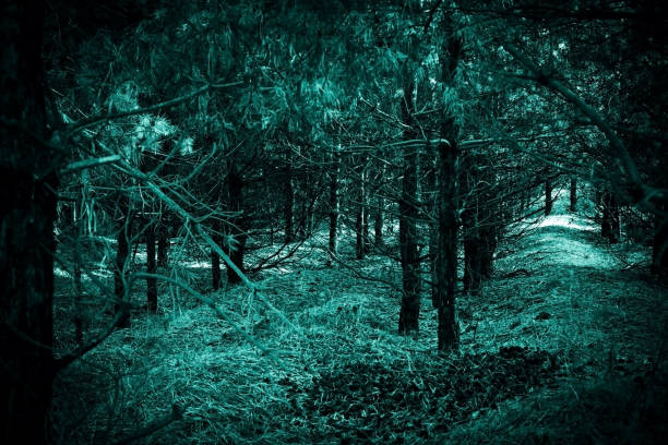 istock Mystical horror scary garret background to halloween. Old dense forest in darkness in a mysterious paranormal spooky blue green light of the moon with black frightening shadow of clumsy trees 1224147449