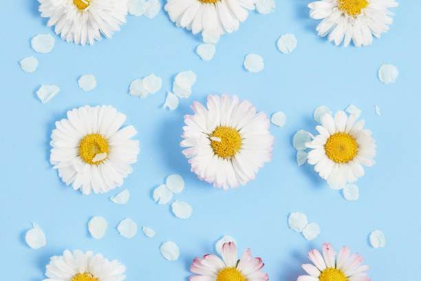 istock White daisies with petals on pastel blue background. Art flower pattern. Springtime concept with soft light color. 1224148401