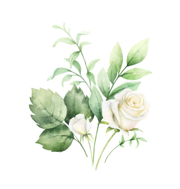 kuvapankkikuvitukset aiheesta vesivärivektori clipart vihreillä eukalyptuksen lehdillä ja valkoisilla ruusuilla. - rose flower